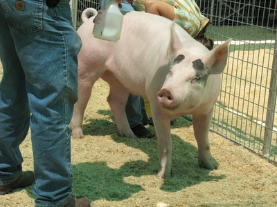 It is possible to use a pig's length in order to estimate its weight.