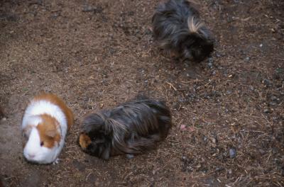 Guinea pigs are happiest with companions of the same species.