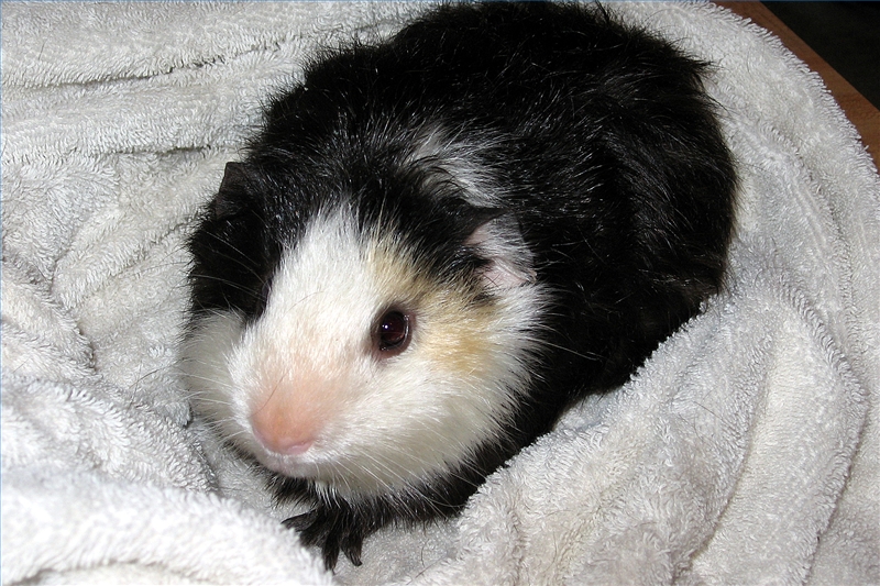 Elvis the guinea pig rests on a towel