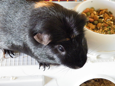 Your guinea pig's cage must be cleaned regularly to keep your pet healthy.