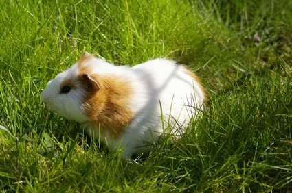 Guinea pigs can get fleas when other pets bring them indoors.