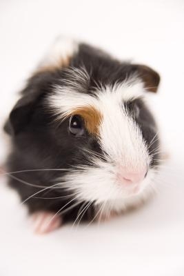 Constipation in guinea pigs can be a serious medical condition.