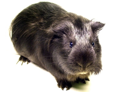If your guinea pig is becoming heavier each week, expect babies soon.