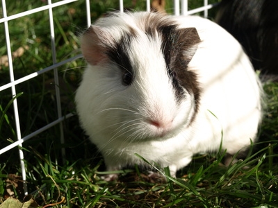 A guinea pig needs space to run and play.