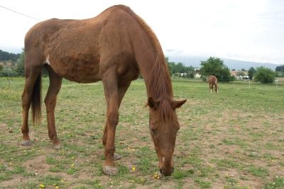 A thin horse should have limited access to grass at first so that it can't overeat.