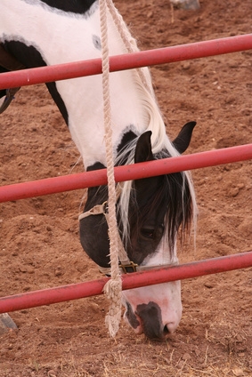 Horse panels are common stall dividers.