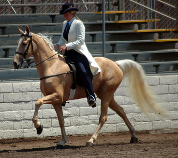 A walking horse demonstrates the &quot;running walk.&quot;