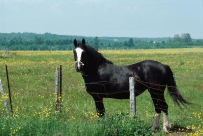 Fattening up a horse quickly is a very controlled process that can be tricky.