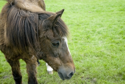 Older horses require special care to put on weight.
