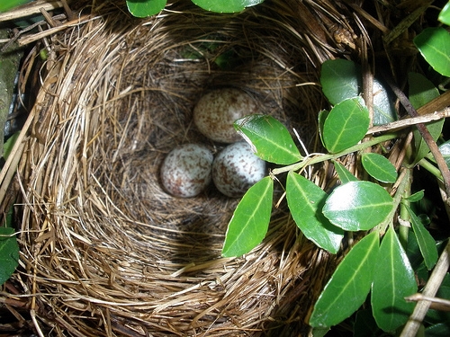 This bird nest may be home to thousands of bird mites.