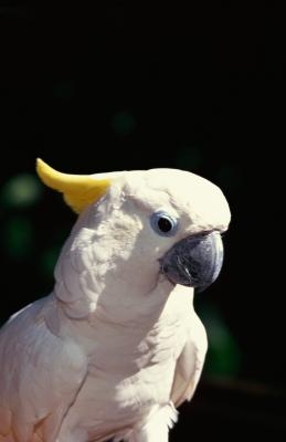 A large cockatoo produces significant amounts of dander.