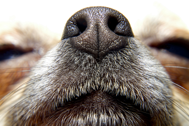 Dogs Nose 
