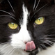 View the Foods Your Cat Should Never Eat Slideshow Pictures
