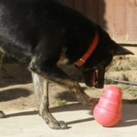 The Best Interactive Dog Toys - The Kong Wobbler