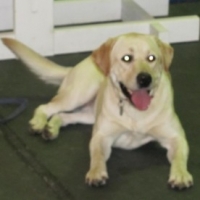 Raising Your Labrador Retriever- Lab Colors