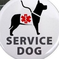 Boxer As A Service Or Therapy Dog