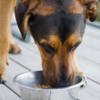 How to Find a Quality Dog Food That is Nutritious And Safe