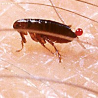 2 Home Remedies Kill Fleas Easily