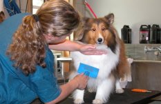 Dog grooming, pet care accessories