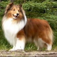 Dog Breeds: Grooming A Sheltie