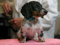 Canine Cushings Disease