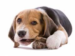 Kidney Failure in Dogs Diet