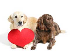 Dog Heart Murmur Symptoms