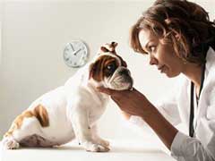 Dog Incontinence Causes