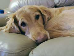 Arthritis in Dogs Treatment