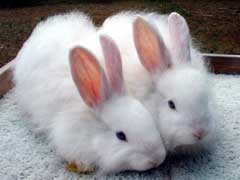 Pet Rabbits For Sale