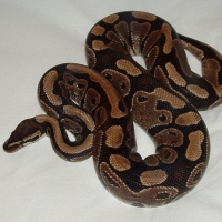 Ball Pythons: Your New Favorite Pet!