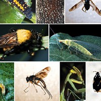 Do Fleas Have A Natural Predator?