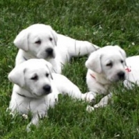 Training Your Labrador Retriever- Canine Health