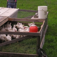 How to Keep Chickens - Chicken Coops