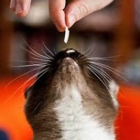 Cat Hairball Treats Reviews