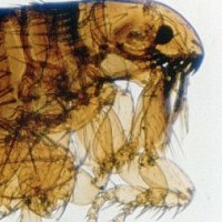 Natural Remedies For Fleas