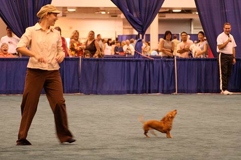 Dachshund dancing with performer at the American Kennel Club World Series