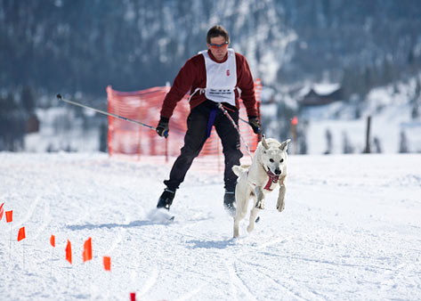 Dog skijoring through snow