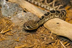 Eastern Diamondback Rattlesnake, poisonous to dogs