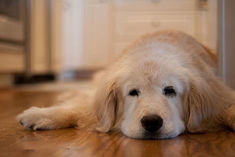 Labrador retriever dog laying down on hallway floor